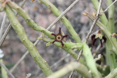 Caralluma adscendens var. adscendens